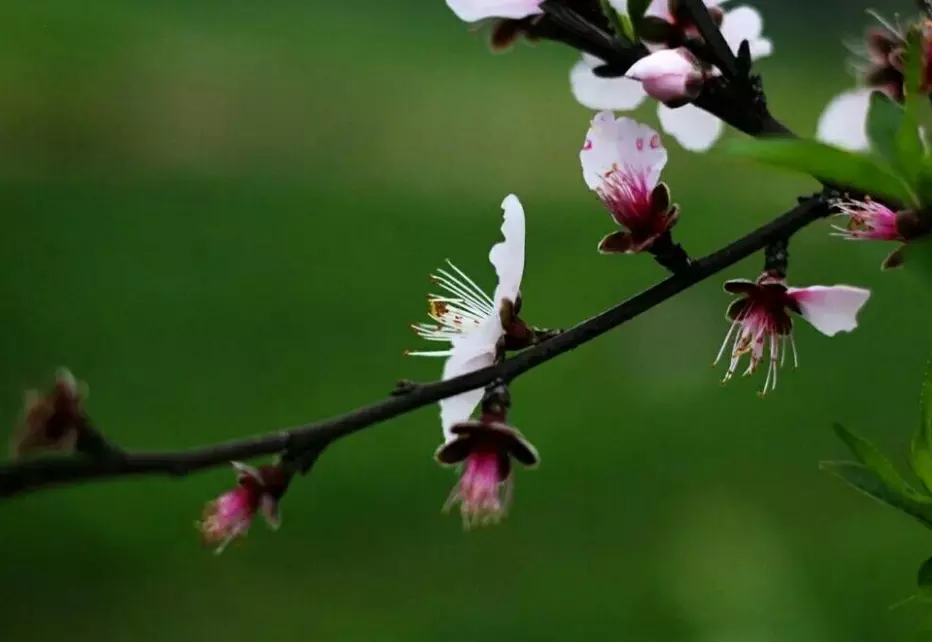 正月22號是幾號屬相是什麼：屬兔年陰曆正月22號是陽曆的幾月幾日