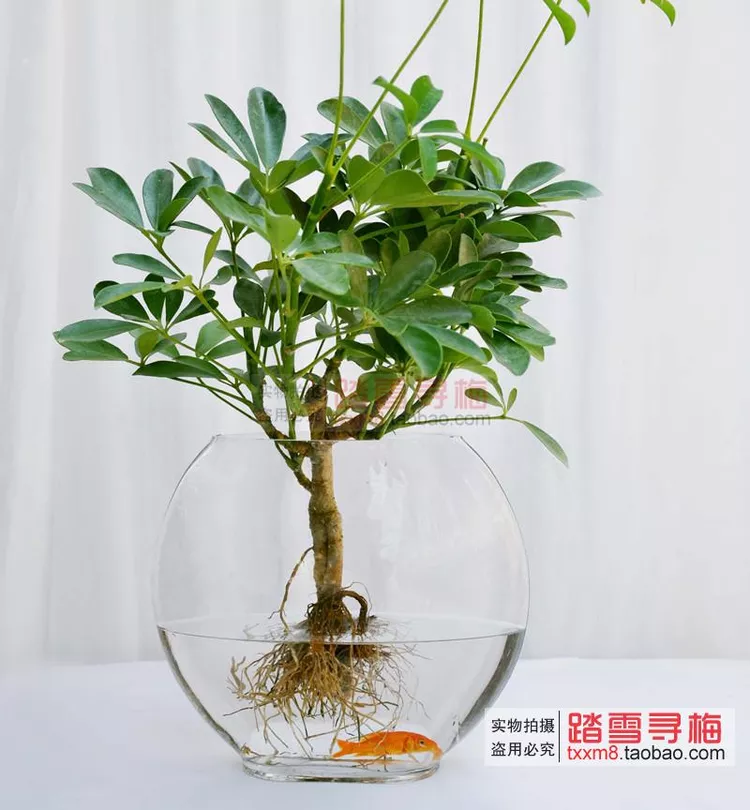 8、七恭弘=叶 恭弘蓮水培植物:農村俗稱“七恭弘=叶 恭弘蓮”的植物，有什麼功效和作用呢？