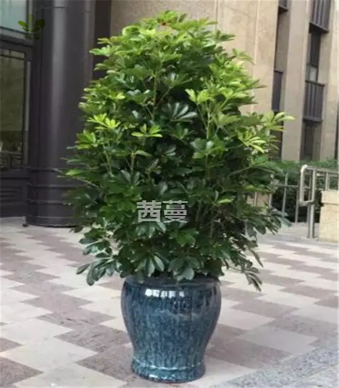 2、招財手的養殖方法:招財手花能在室嗎？