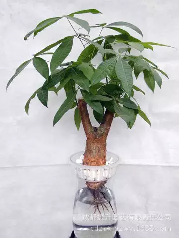 1、發財樹多少錢一盆60個高的:發財樹一棵多少錢