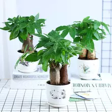 5、藥店放什麼植物招財:招財的植物有哪些？