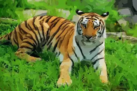 屬虎和屬虎婚配屬相合嗎：屬虎和屬虎相配嗎?