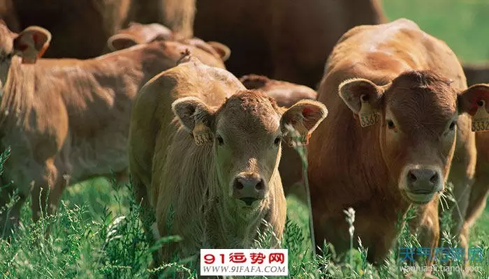 2、算命年運勢屬牛:屬牛年運勢及運程怎麼樣？