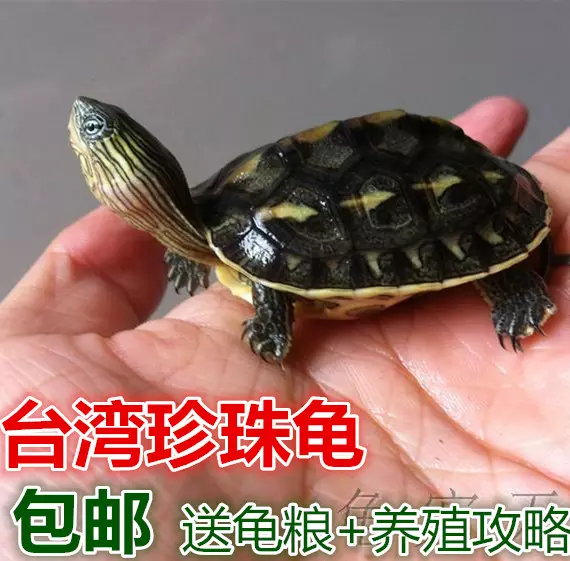 養什麼龜最有靈性鎮宅水龜：什麼烏龜鎮宅？什麼烏龜招財？