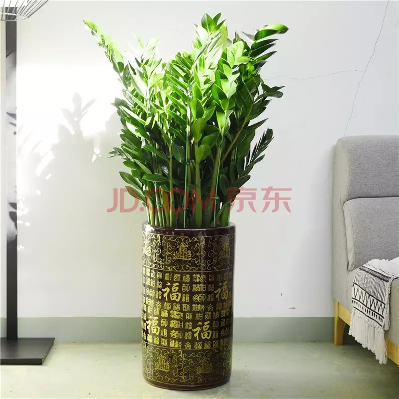 1、辦公室擺什麼綠植比較好:辦公室里放什麼綠植更能凈化空氣？
