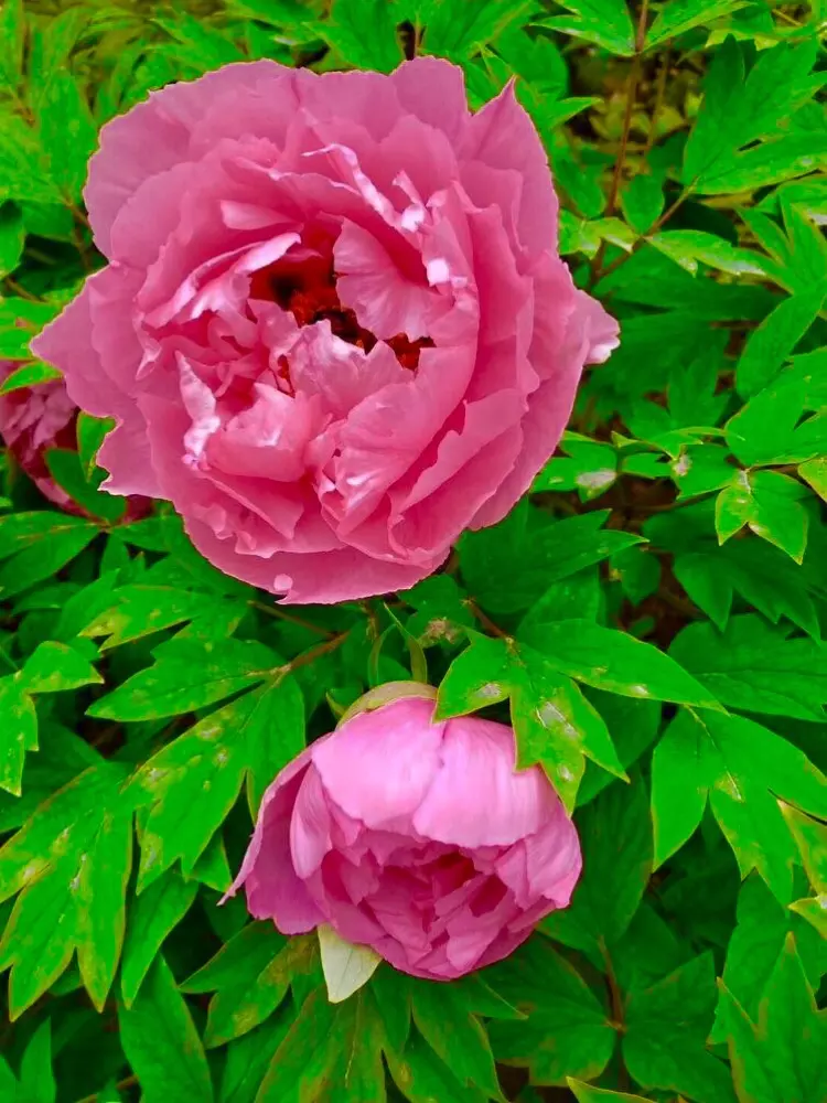五朵紅花八片恭弘=叶 恭弘是什麼屬相：紅花八朵，黃花五朵跟據信息提問題解答，五種算式