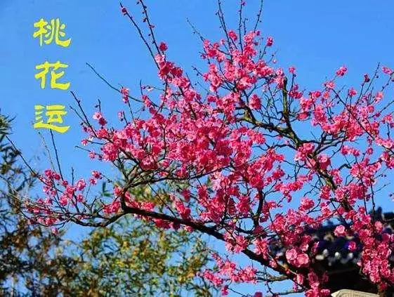 4、男人旺桃花運的方法:如何旺桃花運？
