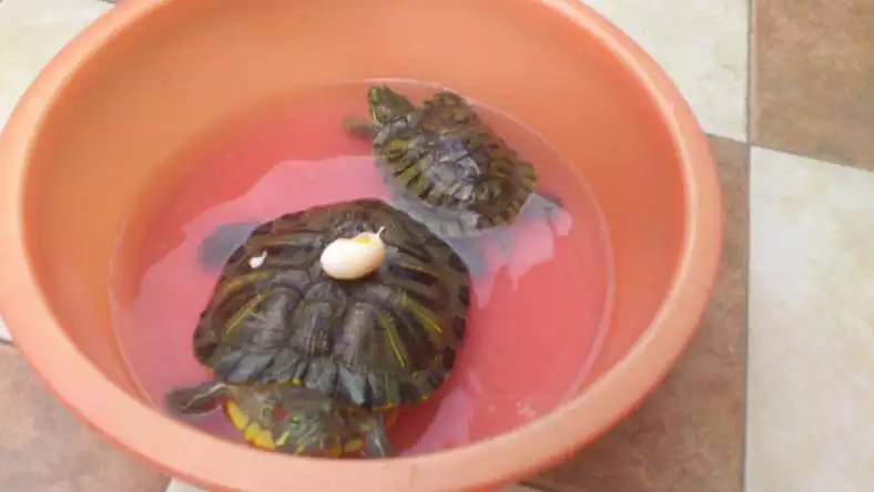 家裡烏龜養幾隻比較好：家裡養龜一般幾隻最吉利？