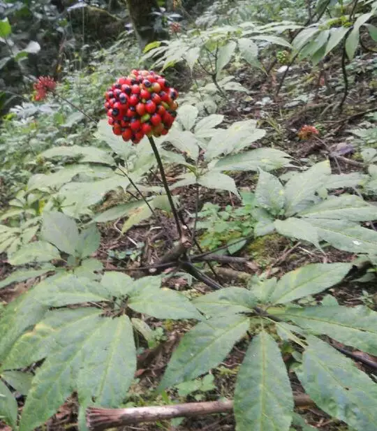 三七兩旁什麼屬相最好：三七雙方有好碼。是什麼生肖？？？