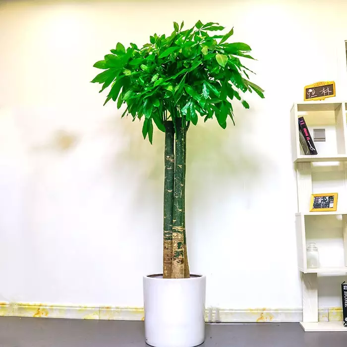 1、綠植髮財樹怎麼養殖方法:發財樹怎麼養會長得比較好？需要經常有陽光嗎？