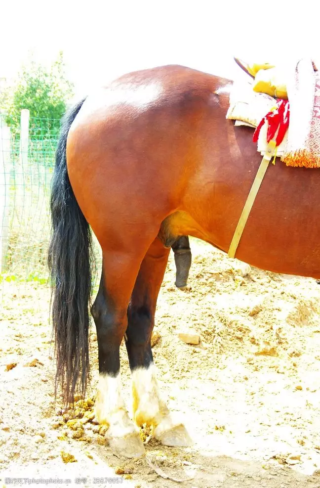 4、男馬女雞婚配會不會仳離:屬馬女和屬雞馬相配嗎？
