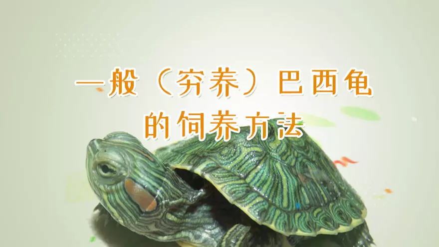 家裡養巴西龜吉利年齡：巴西龜在家養的風水