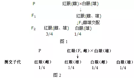 4、基因在x的六種婚配類型:人的X上另有什麼基因？