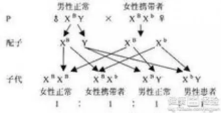 4、女盲和男性正常婚配的遺傳圖解:女性正常，男盲，生的孩子會遺傳嗎