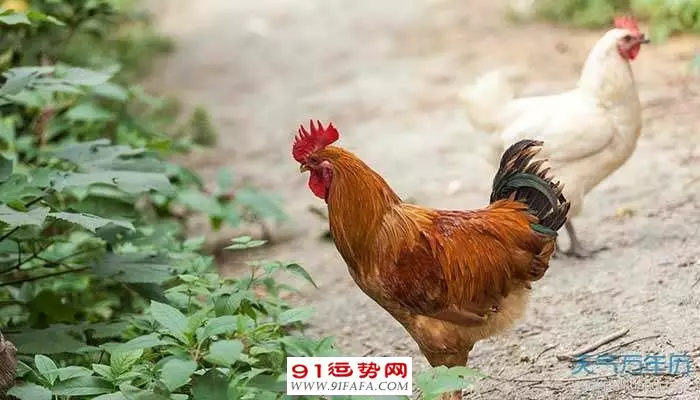 1、跟六九年的婚配怎麼樣:70年屬狗男和69年屬婚配命運如何？