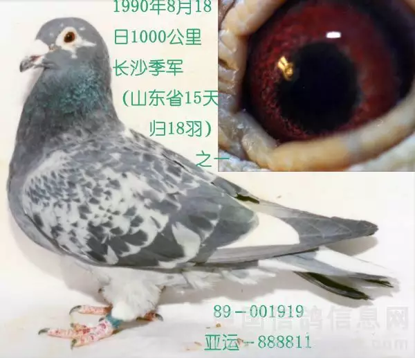 2、男90年馬女91年羊婚配可好:年屬馬是男年屬羊是女婚配