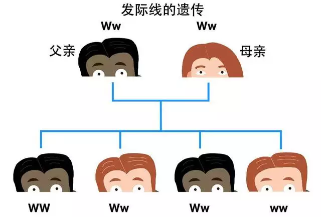 1、人工技術會導致近親婚配嗎:人工能決定性別嗎
