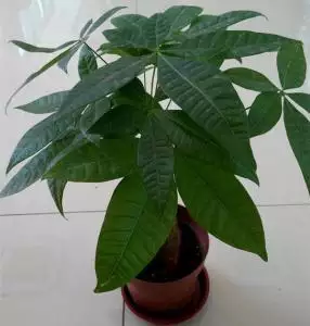 2、客廳最旺宅的大型植物:家裡養什麼植物風水好