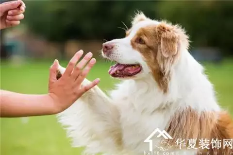 什麼屬相不學無術打一生肖：不學無術指的是十二生肖中的那一個？（說明理由）