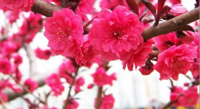 5、免費算正緣桃花何時到:我的正緣桃花什麼時候會出現？
