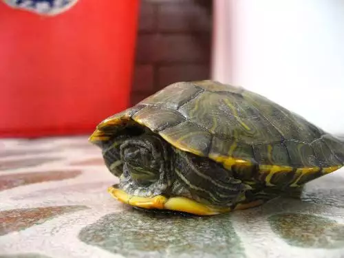 自己家養的烏龜死了怎麼處理：！！小烏龜死在家裡 怎麼處理後事？
