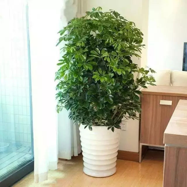 3、客廳適合養什麼植物好風水:客廳放什麼植物風水車