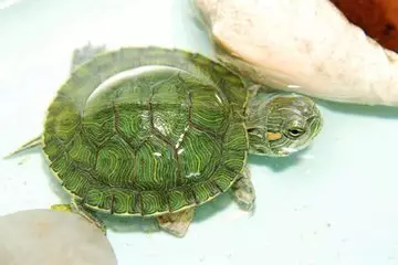 烏龜死了怎麼辦怎麼處理：烏龜死前的徵兆