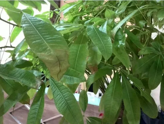 2、發財樹恭弘=叶 恭弘子發黃怎麼:發財樹恭弘=叶 恭弘子發黃怎麼辦？