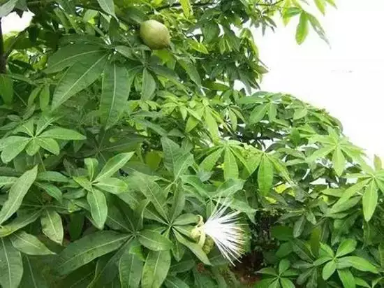 1、發財樹開花圖片:發財樹開花什麼樣子的？怎麼形容？