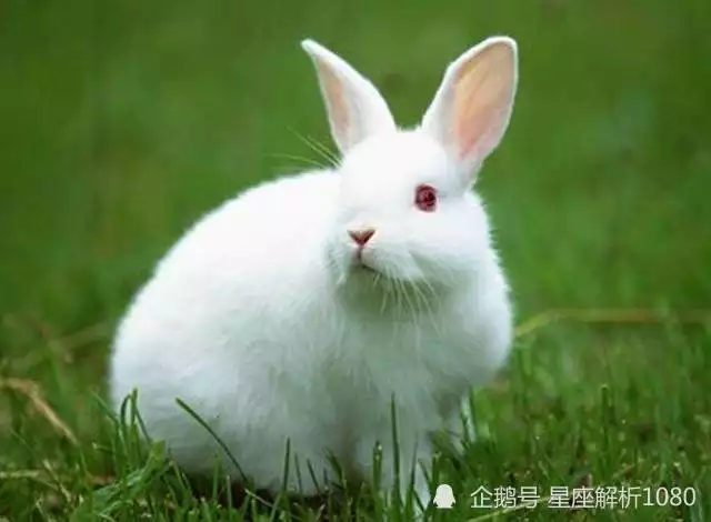 3、屬羊的人一生的財運到底怎麼樣:屬羊的人的運氣怎麼樣