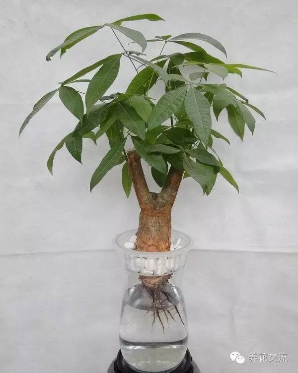 2、發財樹的樹榦是什麼植物:發財樹是什麼樹種