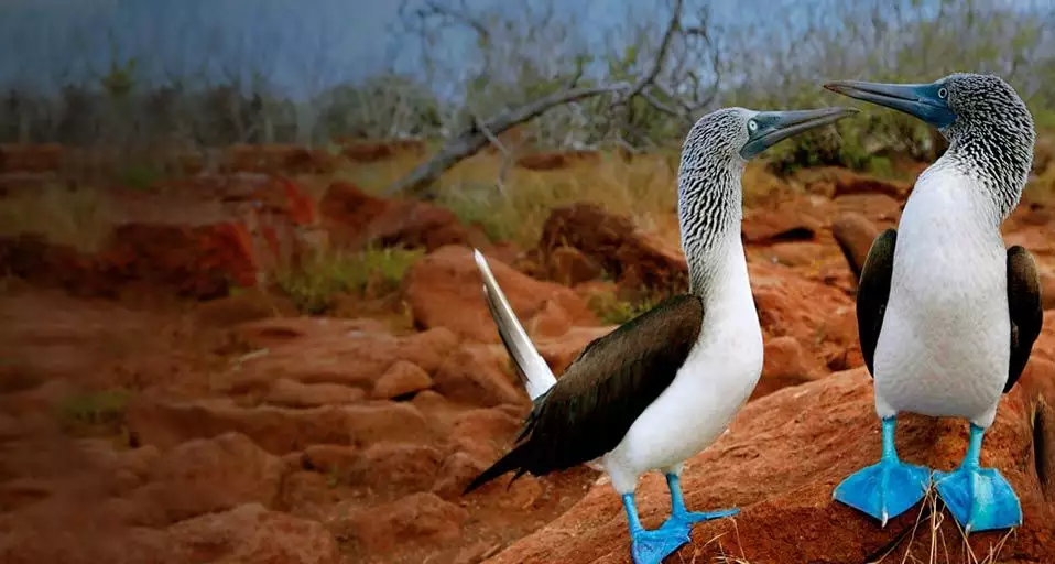 3、哪種鳥作為婚配時的聘禮:古代用什麼鳥做聘禮？