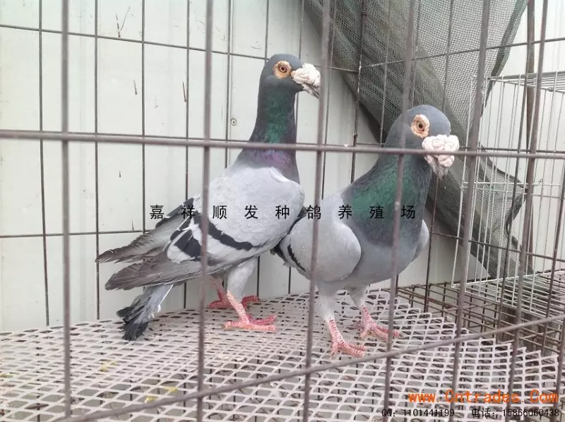 4、哪裡可以買到鴿子:買鴿子去哪買？中國信鴿交易吧靠譜嗎