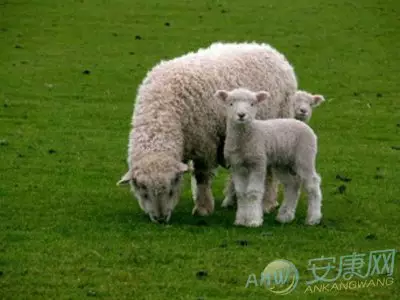 3、屬羊是哪一年出生的:屬羊的人是哪一年出生？