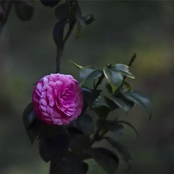 1、屬虎女在床上的表現:女朋友怎樣的床上表現會讓你覺得她是老手啊？