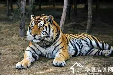 屬虎女什麼時候結婚好：年屬虎的女概幾歲結婚