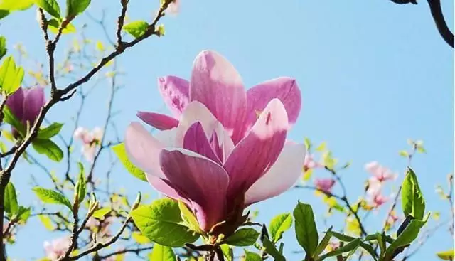窮得借錢的屬相是哪個：十二生肖哪些是窮肖