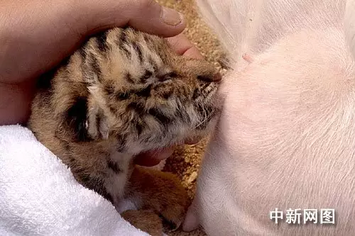 2、為什麼說虎年的寶寶不好:兩個孩子差一輪都屬虎好不好？