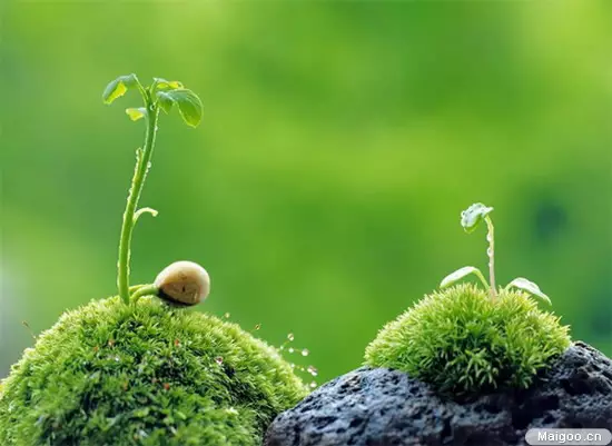 2、店裡生意不好放什麼植物招財:做生意商場擺桃樹風水好還是不好