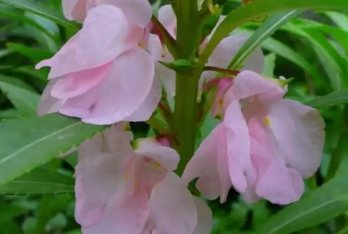 屬虎的桃花是哪個屬相：屬虎的幾月有桃花運
