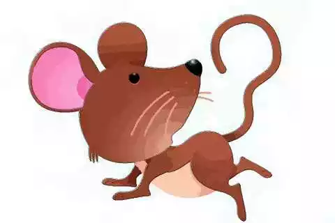 我是年3月18日（二月初四）子時出生的，請問我在今年本命年的運氣如何？怎樣化解？