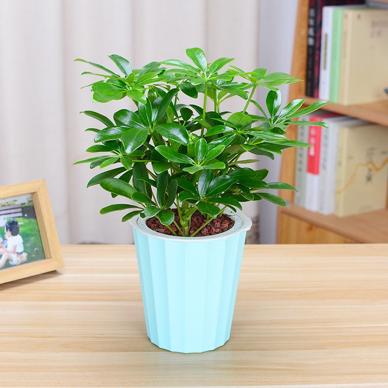 7、七恭弘=叶 恭弘蓮水培植物:七恭弘=叶 恭弘蓮圖片，養殖方法，功效及作用，如何栽培，掉恭弘=叶 恭弘子