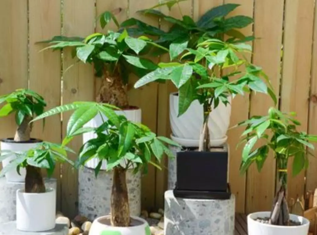 2、發財樹栽培的方法:種發財樹要怎麼種植