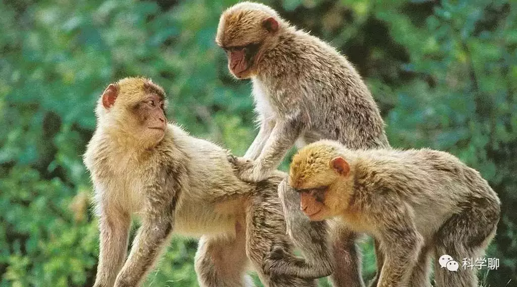 屬猴的和哪個屬相是三合：三合和六個合生肖是什麼意思？