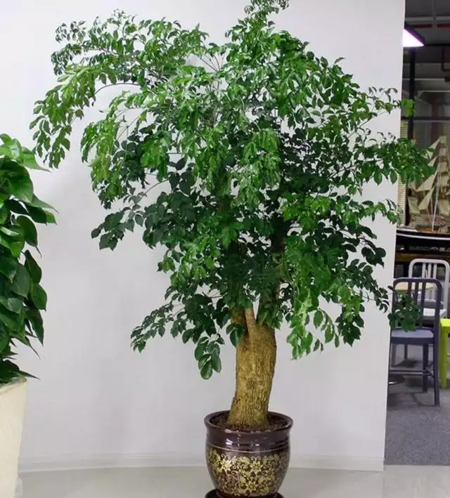 2、八種植物招財又旺宅還好養:養在家裡招財又旺宅，還能美化家居的觀賞植物有什麼？