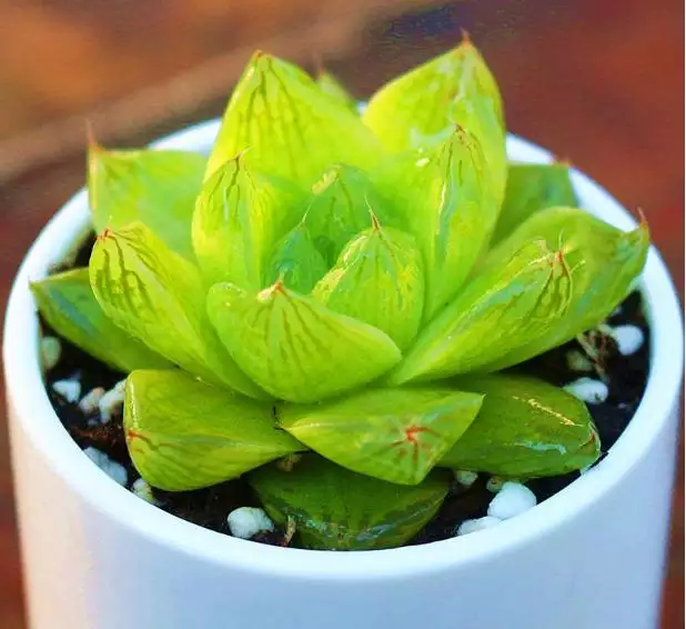 屬雞的種什麼植物旺財又旺運：屬雞的人養什麼花能招財？