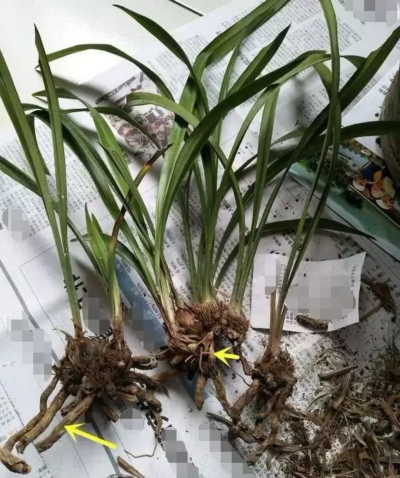 1、家裡養蘭花有什麼利益:家裡適合養什麼花？
