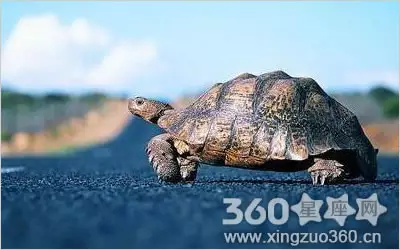 夢見烏龜死了又活了是什麼意思：夢見烏龜死了又活了好像最後還是死了
