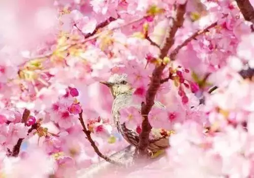 3、生辰八字測正緣桃花運:生辰八字算財運和桃花~