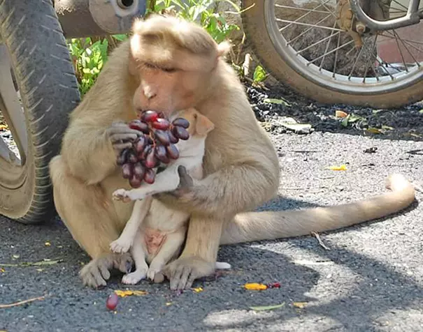 猴子跟狗的屬相合不合：屬猴和屬狗的配嗎？猴和狗配嗎？
